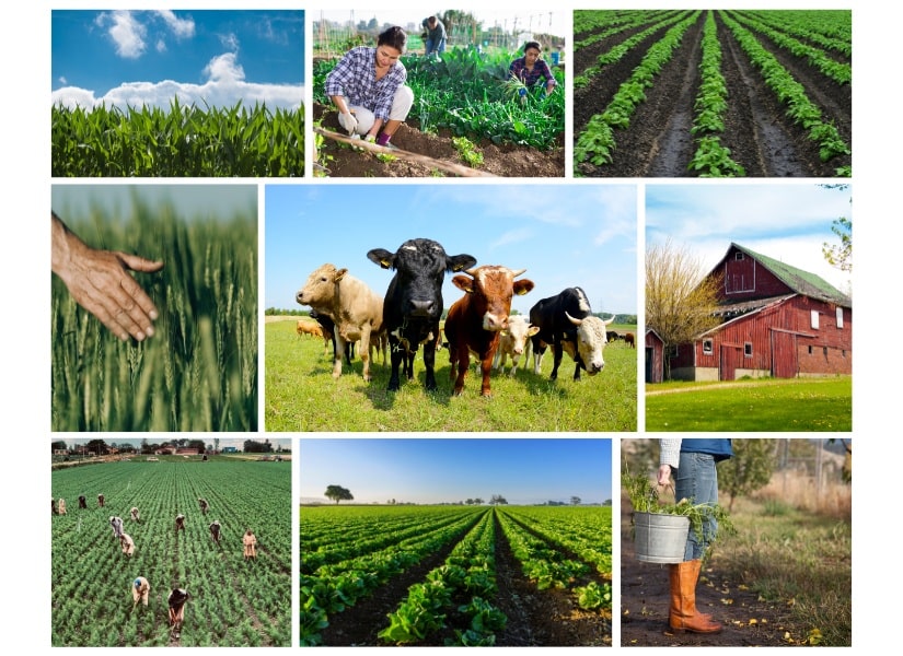 Các hoạt động hằng ngày trên nông trại